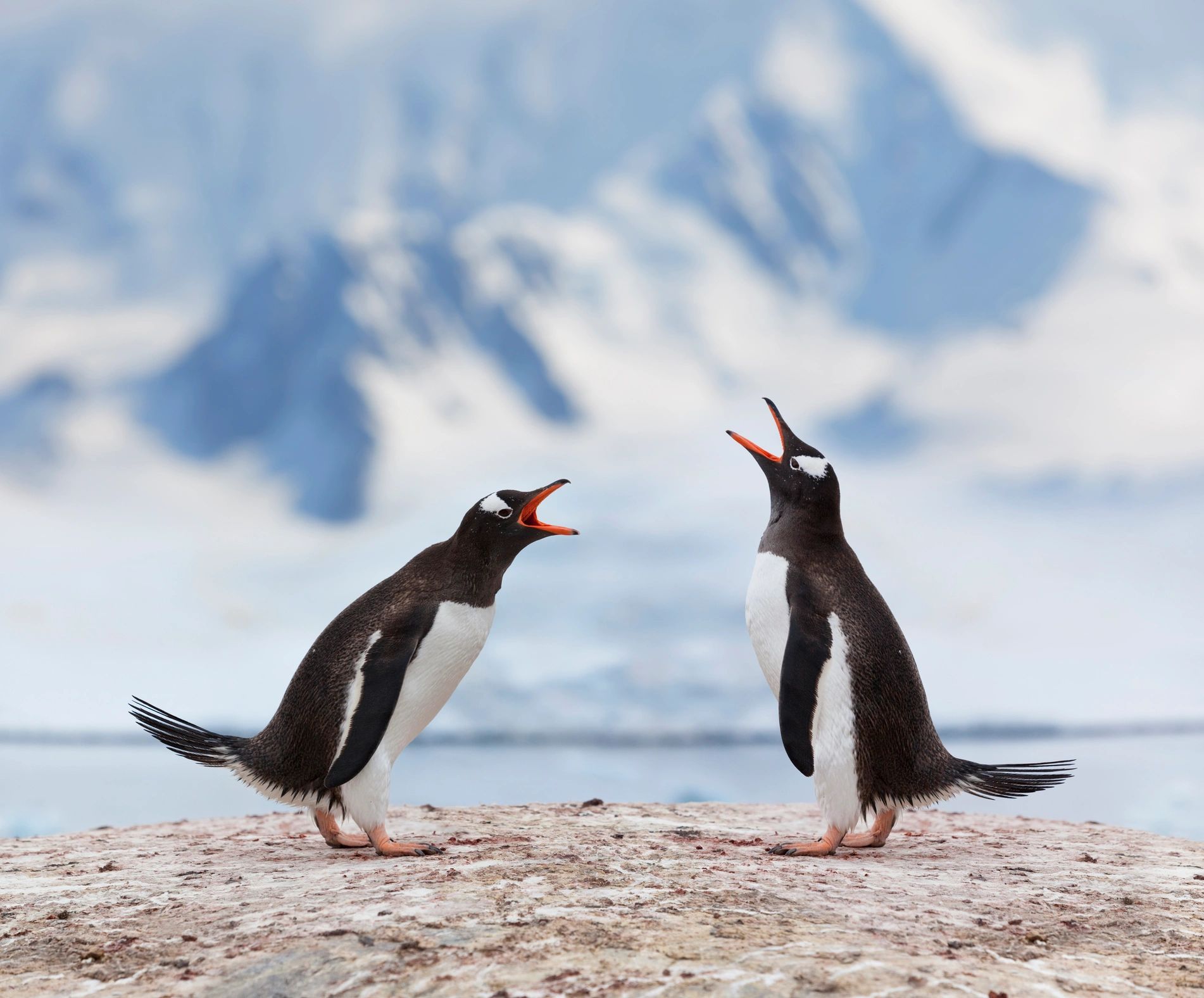 Antarctica
